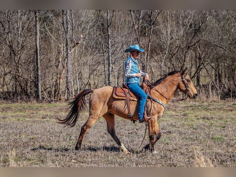 Fox trotter de Missouri Caballo castrado 11 años 152 cm Buckskin/Bayo in Hillsboro KY