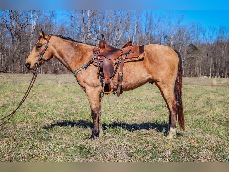 Fox trotter de Missouri Caballo castrado 11 años 152 cm Buckskin/Bayo in Hillsboro KY