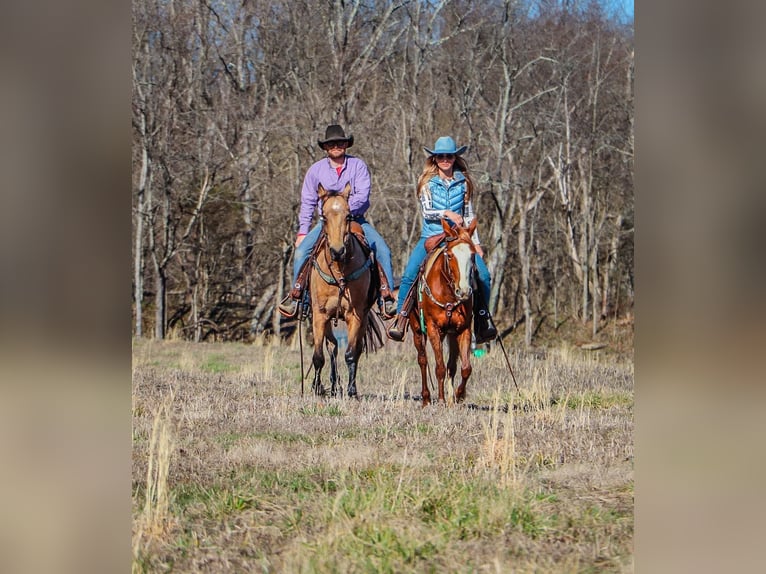 Fox trotter de Missouri Caballo castrado 11 años 152 cm Buckskin/Bayo in Hillsboro KY