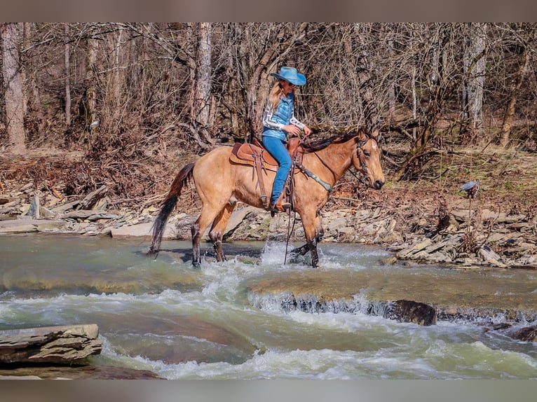 Fox trotter de Missouri Caballo castrado 11 años 152 cm Buckskin/Bayo in Hillsboro KY