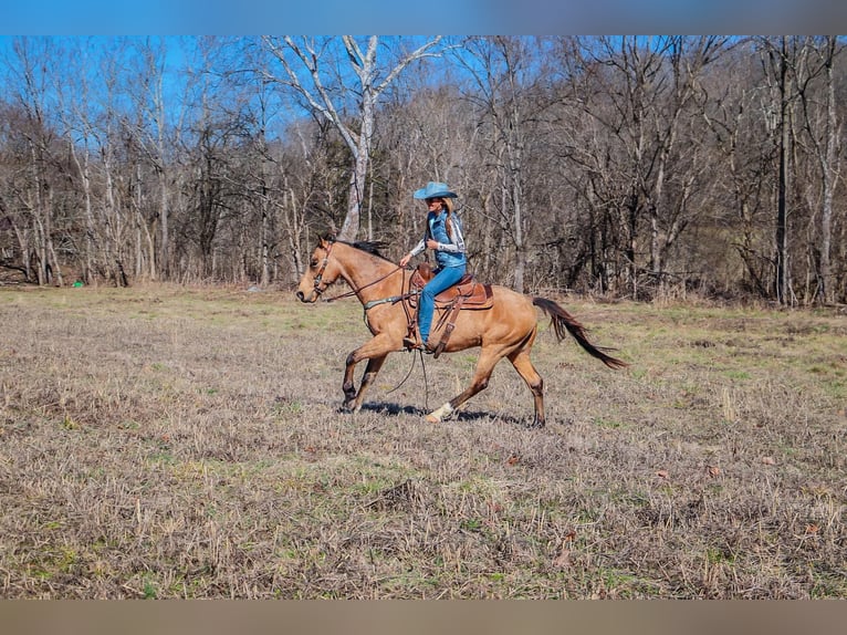 Fox trotter de Missouri Caballo castrado 11 años 152 cm Buckskin/Bayo in Hillsboro KY