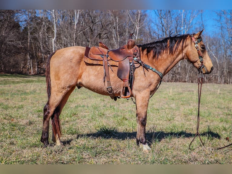 Fox trotter de Missouri Caballo castrado 11 años 152 cm Buckskin/Bayo in Hillsboro KY