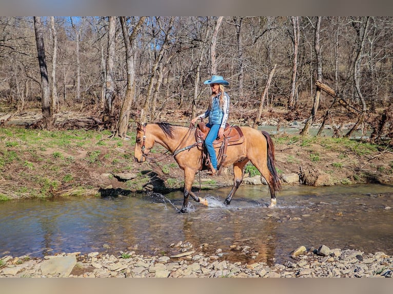 Fox trotter de Missouri Caballo castrado 11 años 152 cm Buckskin/Bayo in Hillsboro KY