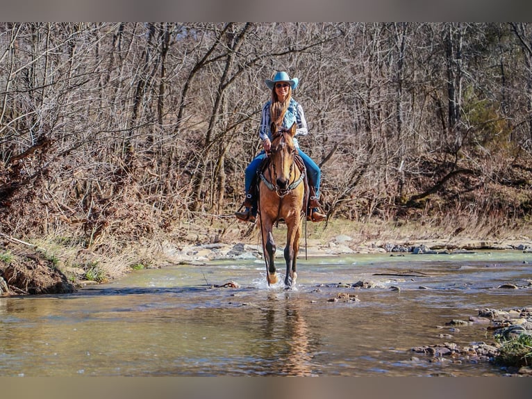 Fox trotter de Missouri Caballo castrado 11 años 152 cm Buckskin/Bayo in Hillsboro KY