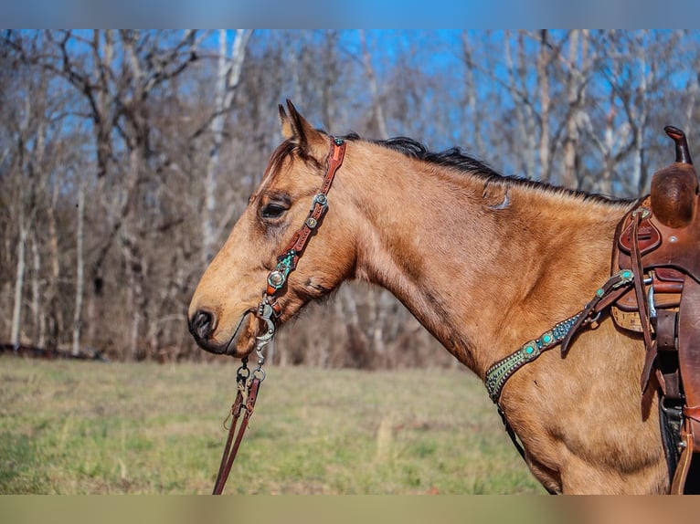 Fox trotter de Missouri Caballo castrado 11 años 152 cm Buckskin/Bayo in Hillsboro KY