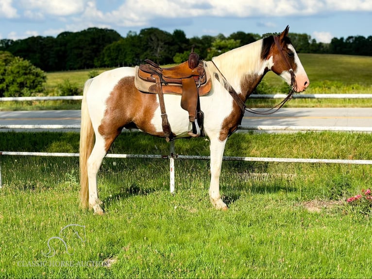 Fox trotter de Missouri Caballo castrado 11 años 152 cm Castaño rojizo in Houston, MO