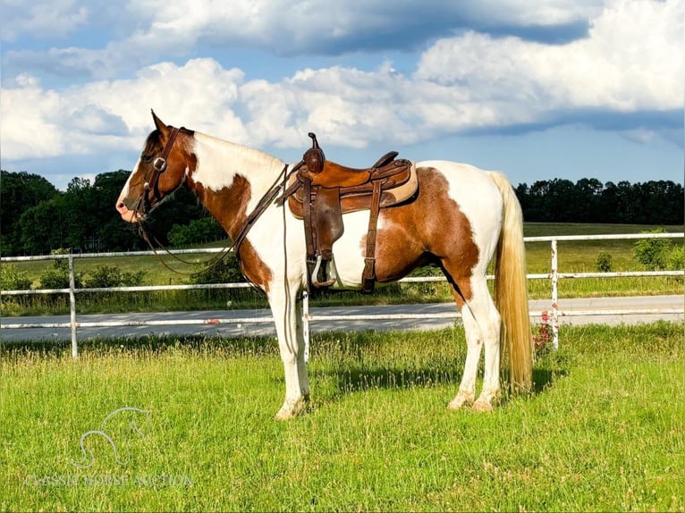 Fox trotter de Missouri Caballo castrado 11 años 152 cm Castaño rojizo in Houston, MO