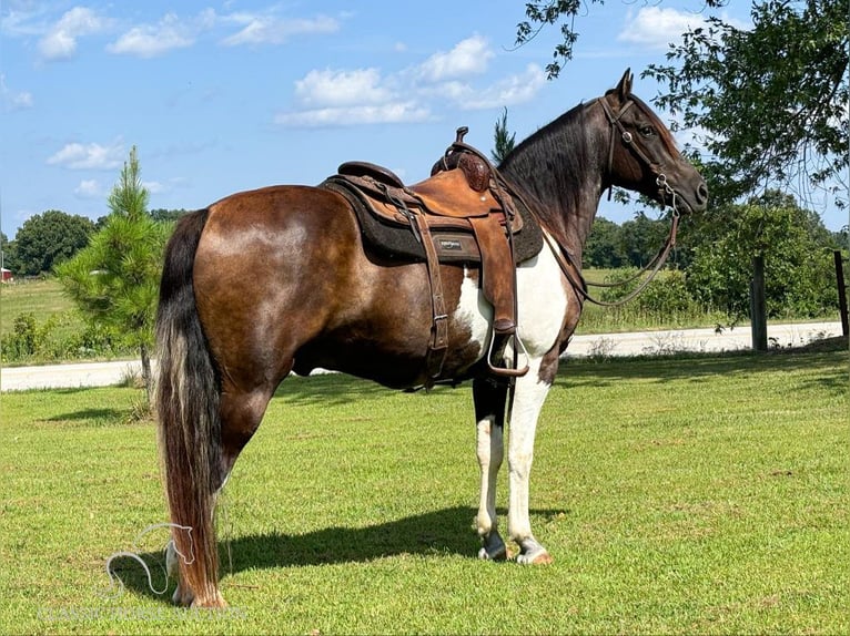 Fox trotter de Missouri Caballo castrado 11 años 152 cm Castaño rojizo in Houston, MO