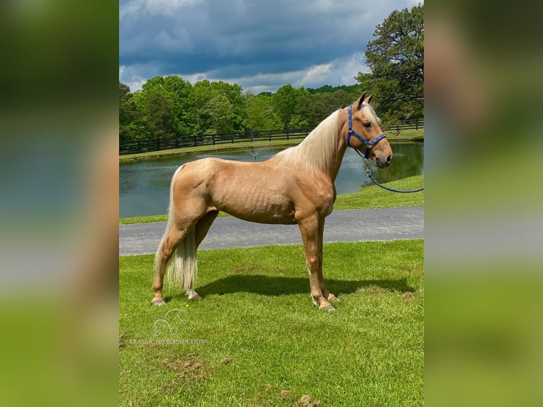 Fox trotter de Missouri Caballo castrado 11 años 152 cm Palomino in Tyner, KY