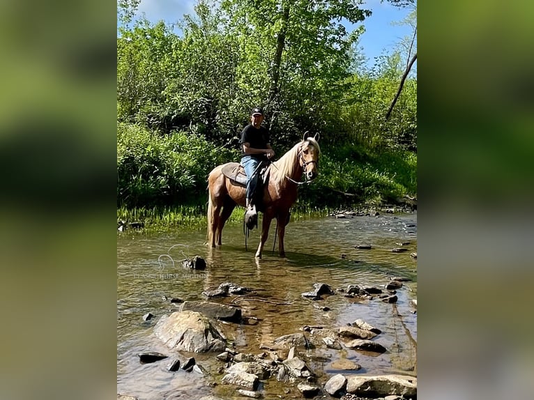 Fox trotter de Missouri Caballo castrado 11 años 152 cm Palomino in Tyner, KY