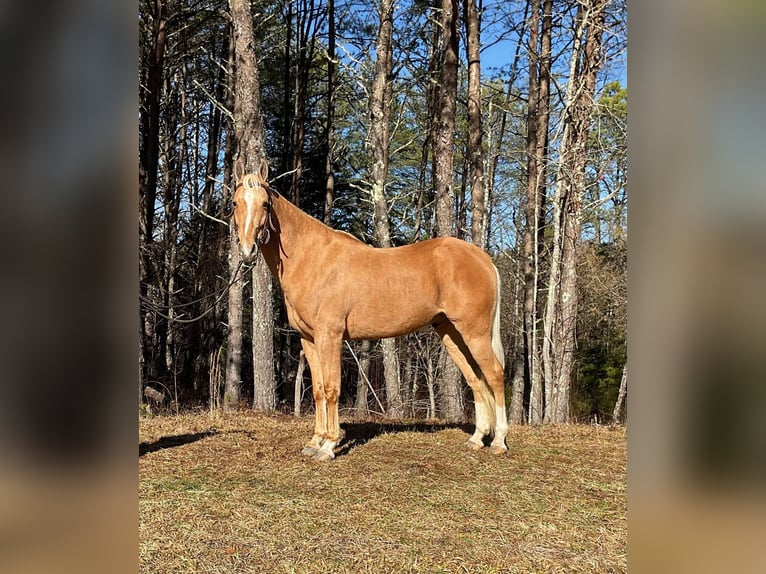 Fox trotter de Missouri Caballo castrado 11 años 152 cm Palomino in Whitley City KY