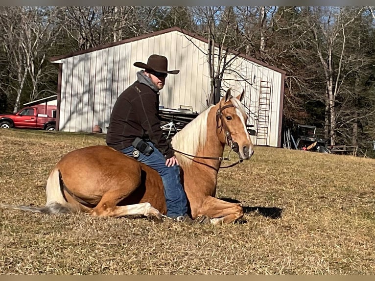 Fox trotter de Missouri Caballo castrado 11 años 152 cm Palomino in Whitley City KY