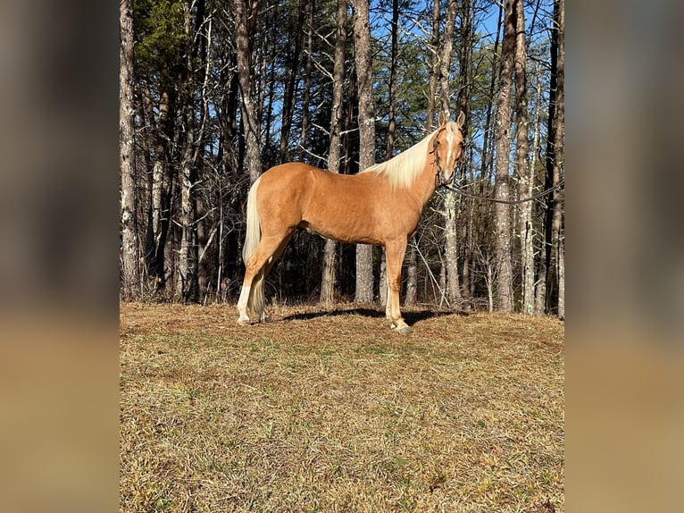 Fox trotter de Missouri Caballo castrado 11 años 152 cm Palomino in Whitley City KY