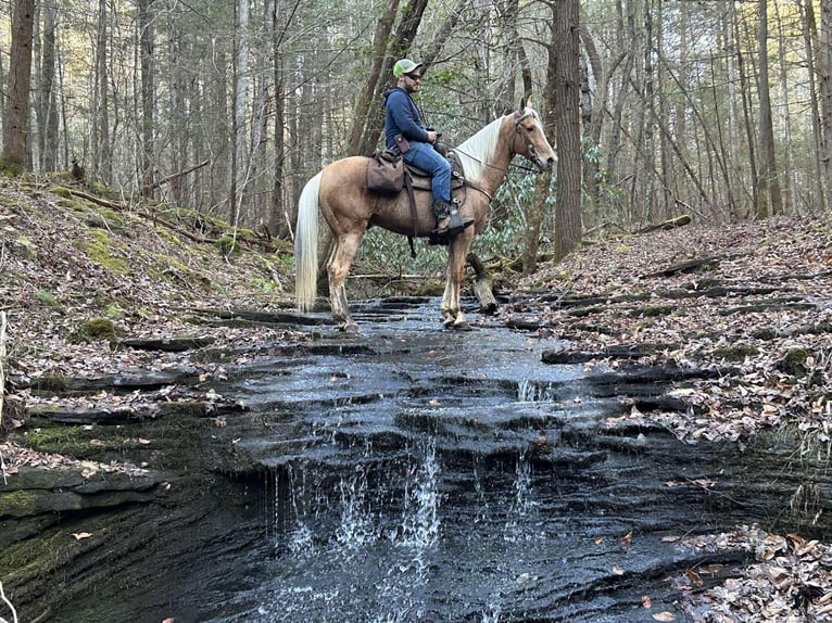 Fox trotter de Missouri Caballo castrado 11 años 152 cm Palomino in Whitley City KY