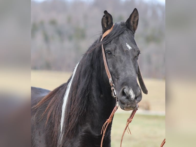 Fox trotter de Missouri Caballo castrado 11 años 152 cm Tobiano-todas las-capas in Whitley City KY