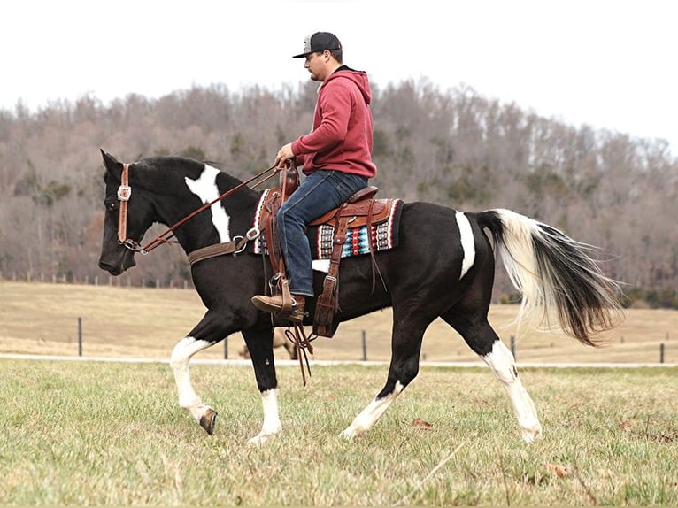 Fox trotter de Missouri Caballo castrado 11 años 152 cm Tobiano-todas las-capas in Whitley City KY