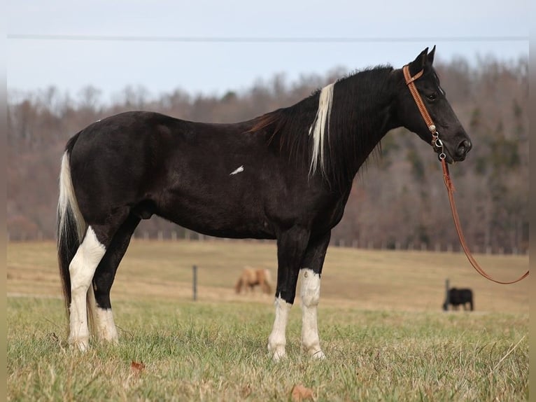 Fox trotter de Missouri Caballo castrado 11 años 152 cm Tobiano-todas las-capas in Whitley City KY