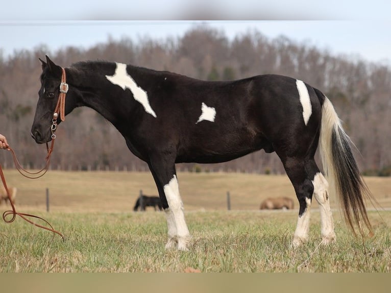 Fox trotter de Missouri Caballo castrado 11 años 152 cm Tobiano-todas las-capas in Whitley City KY