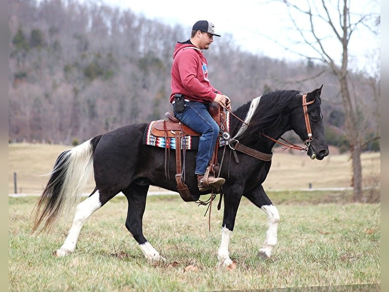 Fox trotter de Missouri Caballo castrado 11 años 152 cm Tobiano-todas las-capas in Whitley City KY