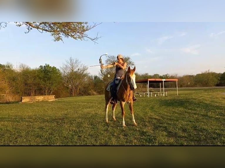 Fox trotter de Missouri Caballo castrado 11 años 155 cm Ruano alazán in Caddo OK