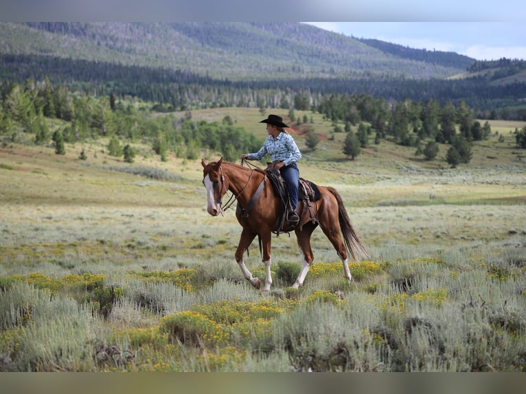 Fox trotter de Missouri Caballo castrado 11 años 163 cm Alazán-tostado in Nunn Co