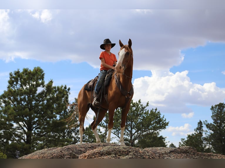 Fox trotter de Missouri Caballo castrado 11 años 163 cm Alazán-tostado in Nunn Co