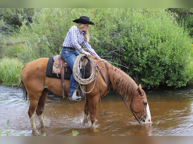 Fox trotter de Missouri Caballo castrado 11 años 163 cm Alazán-tostado in Nunn Co