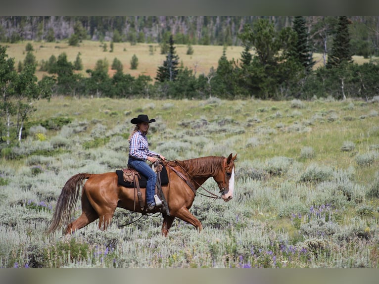 Fox trotter de Missouri Caballo castrado 11 años 163 cm Alazán-tostado in Nunn Co