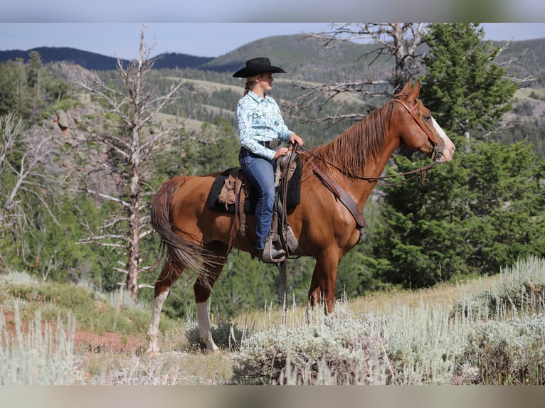 Fox trotter de Missouri Caballo castrado 11 años 163 cm Alazán-tostado in Nunn Co