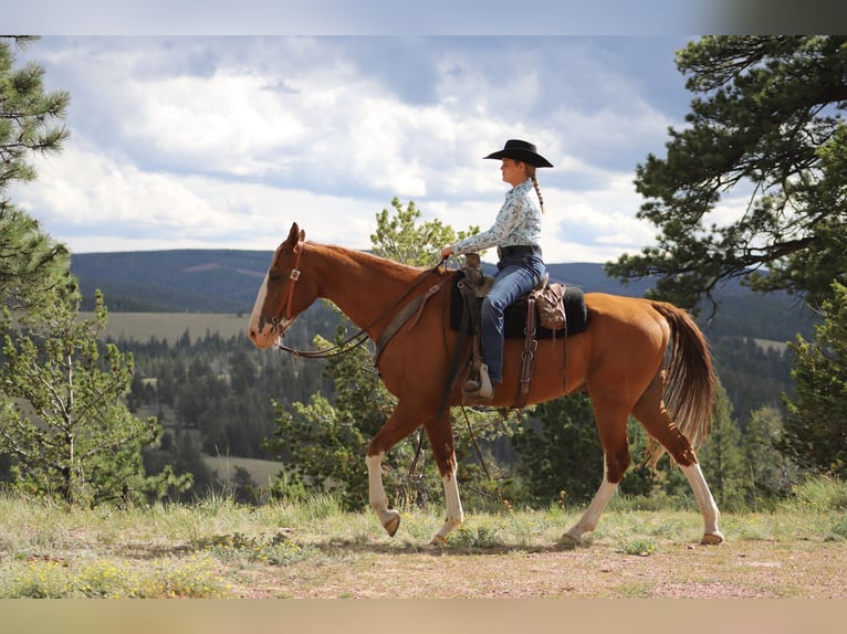 Fox trotter de Missouri Caballo castrado 11 años 163 cm Alazán-tostado in Nunn Co