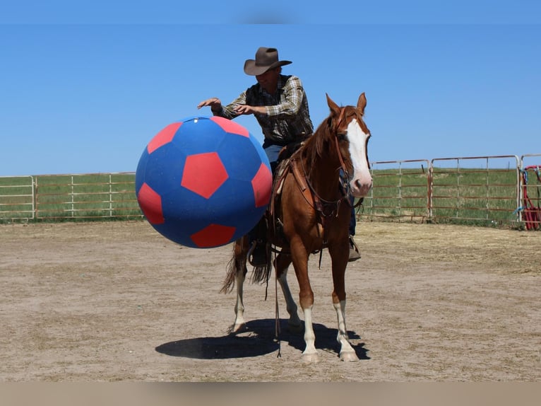 Fox trotter de Missouri Caballo castrado 11 años 163 cm Alazán-tostado in Nunn Co