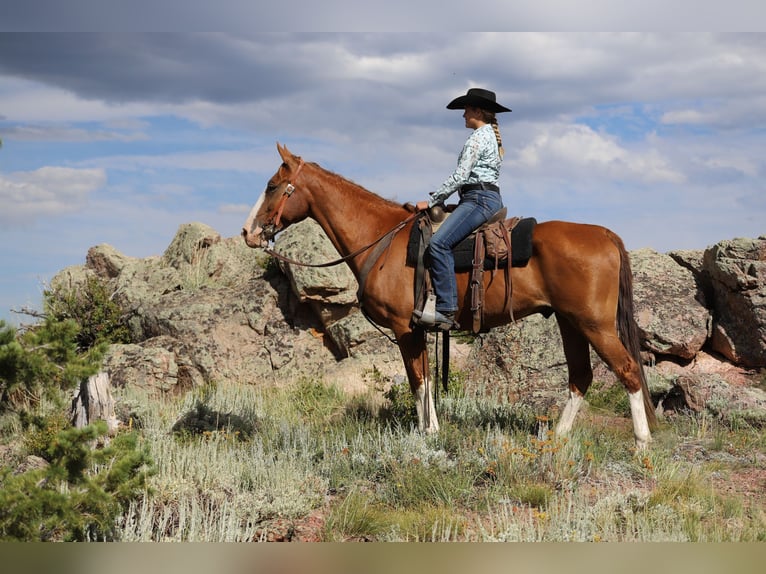 Fox trotter de Missouri Caballo castrado 11 años 163 cm Alazán-tostado in Nunn Co