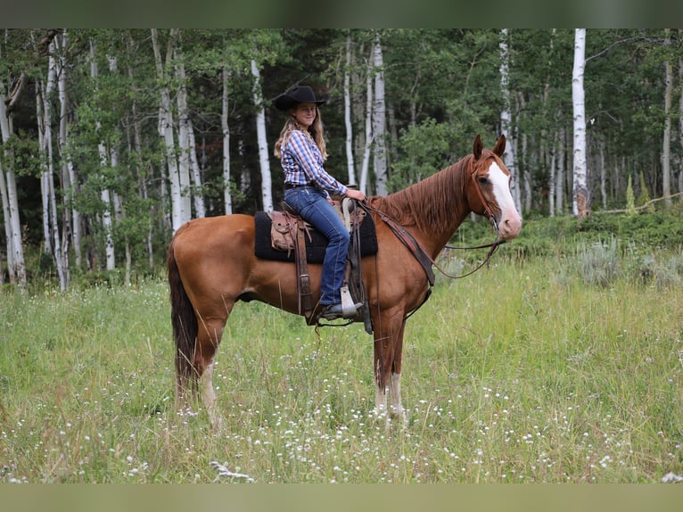 Fox trotter de Missouri Caballo castrado 11 años 163 cm Alazán-tostado in Nunn Co