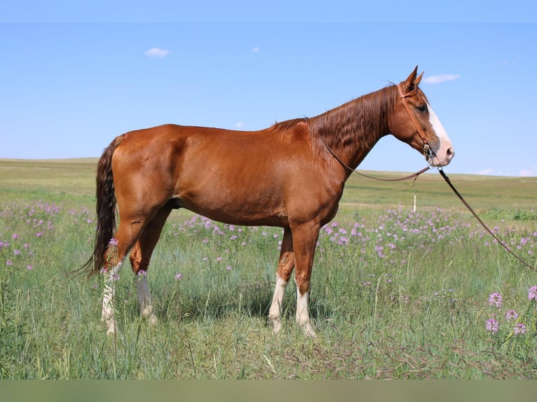 Fox trotter de Missouri Caballo castrado 11 años 163 cm Alazán-tostado in Nunn Co