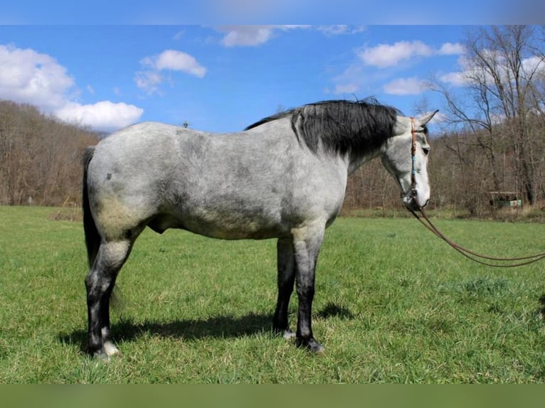 Fox trotter de Missouri Caballo castrado 11 años 165 cm Tordo rodado in Salyersville Ky