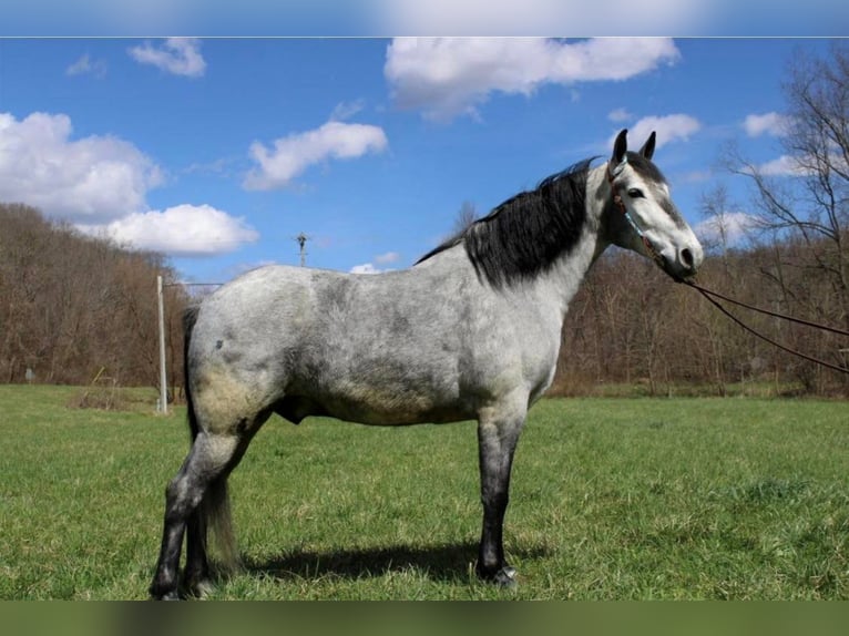 Fox trotter de Missouri Caballo castrado 11 años 165 cm Tordo rodado in Salyersville Ky