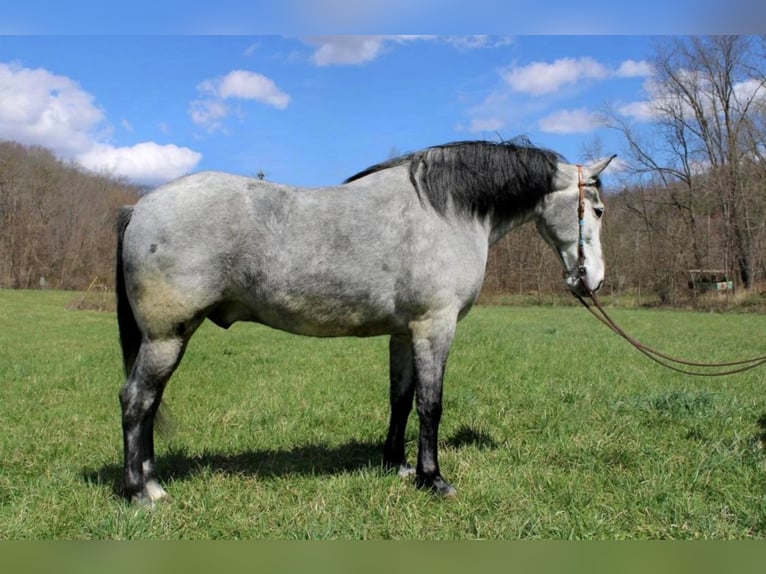 Fox trotter de Missouri Caballo castrado 11 años 165 cm Tordo rodado in Salyersville Ky