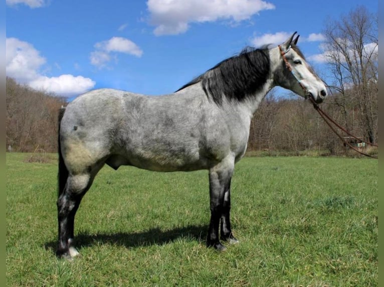 Fox trotter de Missouri Caballo castrado 11 años 165 cm Tordo rodado in Salyersville Ky