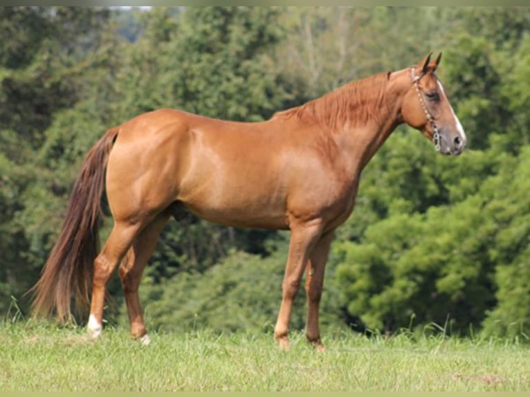 Fox trotter de Missouri Caballo castrado 11 años Alazán rojizo in Whitley City KY