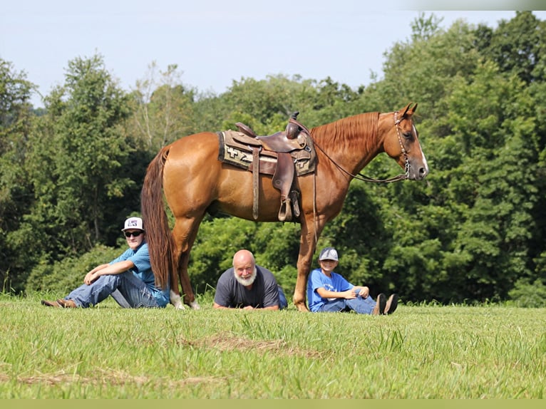 Fox trotter de Missouri Caballo castrado 11 años Alazán rojizo in Whitley City KY