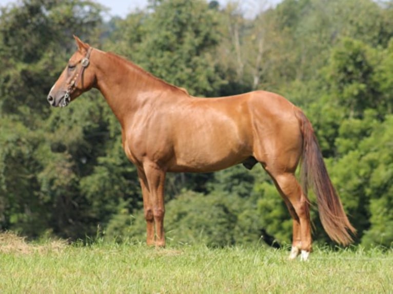 Fox trotter de Missouri Caballo castrado 11 años Alazán rojizo in Whitley City KY