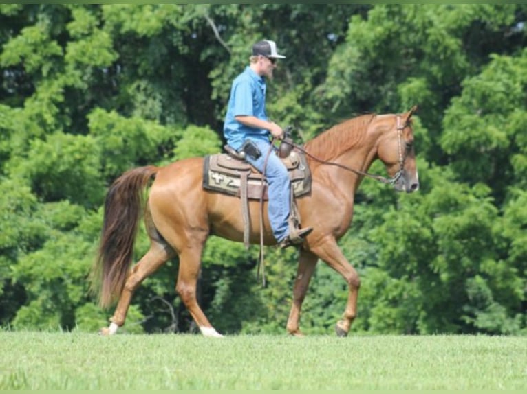 Fox trotter de Missouri Caballo castrado 11 años Alazán rojizo in Whitley City KY