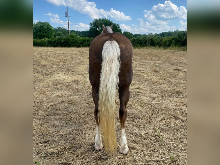 Fox trotter de Missouri Caballo castrado 11 años Palomino in Moscow OH