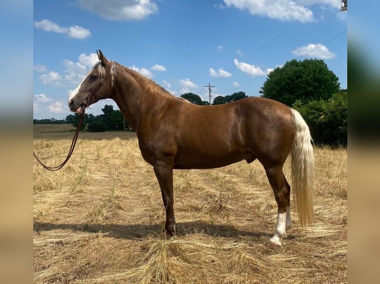 Fox trotter de Missouri Caballo castrado 11 años Palomino in Moscow OH