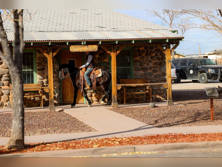 Fox trotter de Missouri Caballo castrado 12 años 142 cm Negro in Camp Verde AZ