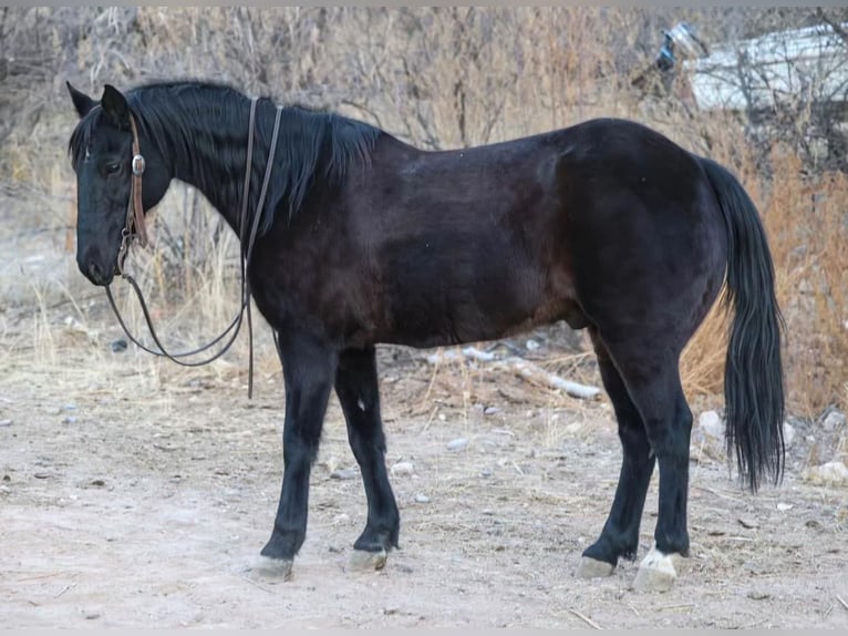 Fox trotter de Missouri Caballo castrado 12 años 142 cm Negro in Camp Verde AZ