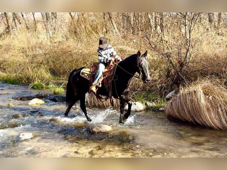 Fox trotter de Missouri Caballo castrado 12 años 142 cm Negro in Camp Verde AZ