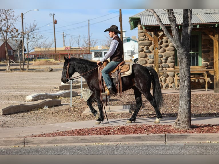 Fox trotter de Missouri Caballo castrado 12 años 142 cm Negro in Camp Verde AZ