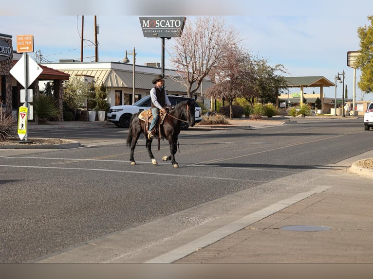 Fox trotter de Missouri Caballo castrado 12 años 142 cm Negro in Camp Verde AZ