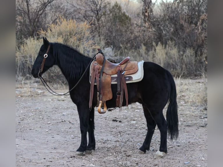 Fox trotter de Missouri Caballo castrado 12 años 142 cm Negro in Camp Verde AZ